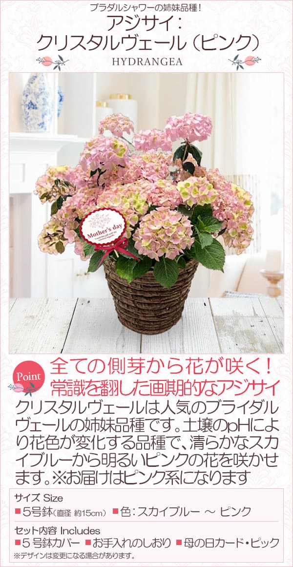 [送料無料][2026年 母の日ギフト][予約]ラグランジア（アジサイ）：クリスタルヴェー2【2】ピンク5号ポット植え・カゴ入り