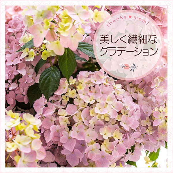 [送料無料][2026年 母の日ギフト][予約]ラグランジア（アジサイ）：クリスタルヴェー2【2】ピンク5号ポット植え・カゴ入り