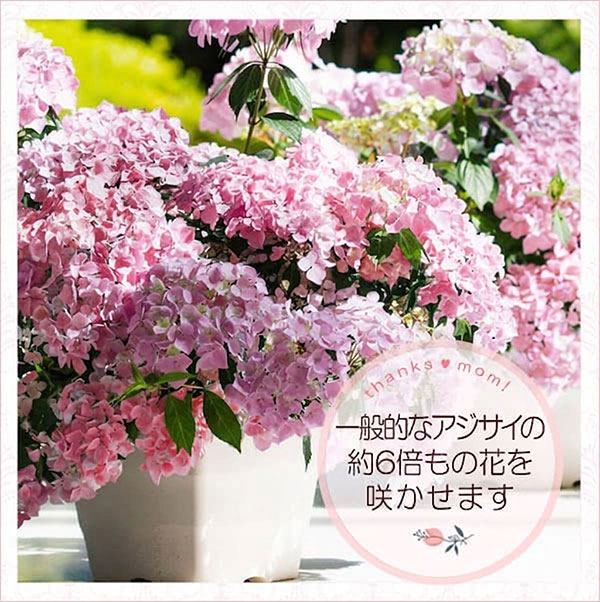 [送料無料][2026年 母の日ギフト][予約]ラグランジア（アジサイ）：クリスタルヴェー2【2】ピンク5号ポット植え・カゴ入り