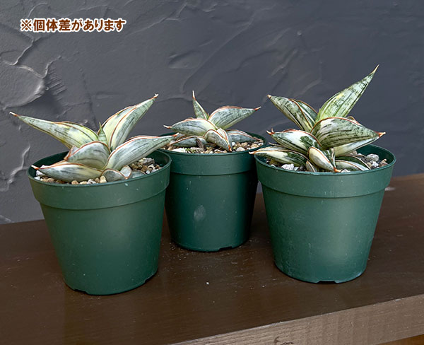 サンセベリア：Lav.1970　斑入り（ラブラノス1970　斑入り）　3号鉢植え