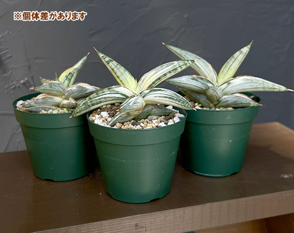 サンセベリア：Lav.1970　斑入り（ラブラノス1970・大）　3号鉢植え