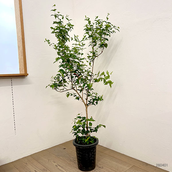 [送料無料]ピタンガ（スリナムチェリー）8号鉢植え