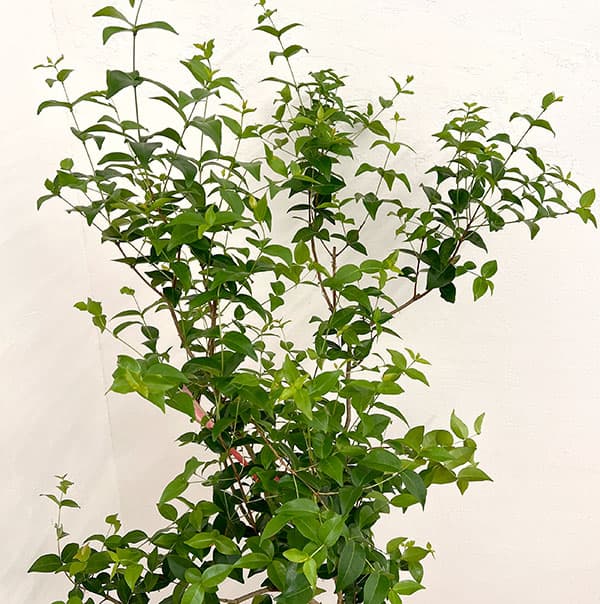 [送料無料]ピタンガ（スリナムチェリー）8号鉢植え