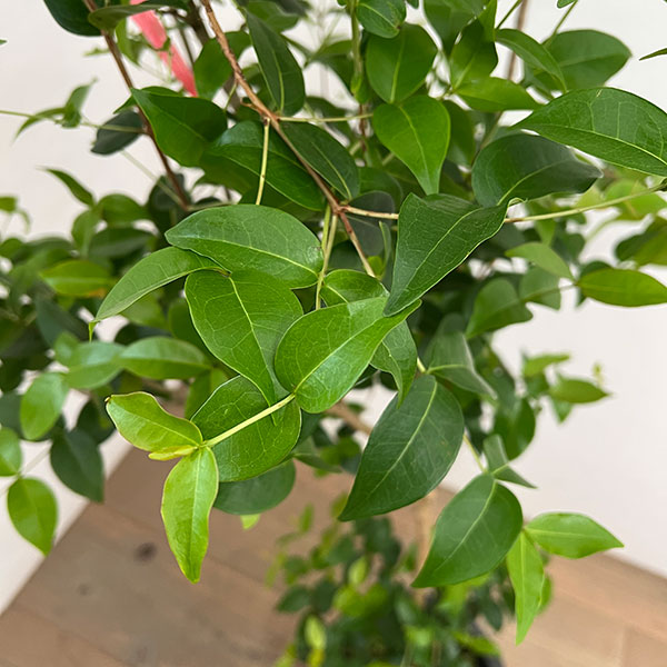 [送料無料]ピタンガ（スリナムチェリー）8号鉢植え