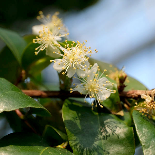 [送料無料]ピタンガ（スリナムチェリー）8号鉢植え