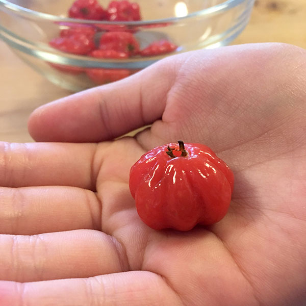 [送料無料]ピタンガ（スリナムチェリー）8号鉢植え
