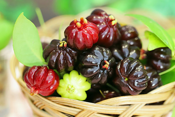 [送料無料]ピタンガ（スリナムチェリー）8号鉢植え