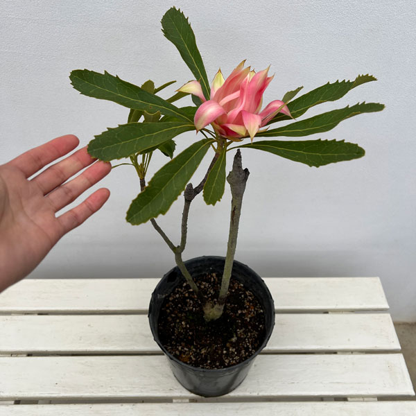 テロペア(テロピア):シャディレディーピンク 7号鉢植え