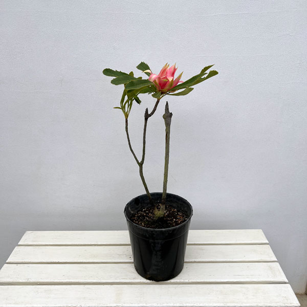 テロペア(テロピア):シャディレディーピンク 7号鉢植え