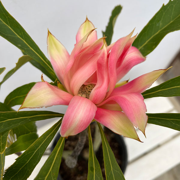 テロペア(テロピア):シャディレディーピンク 7号鉢植え