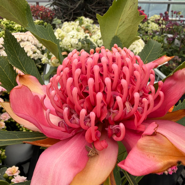 テロペア(テロピア):シャディレディーピンク 7号鉢植え