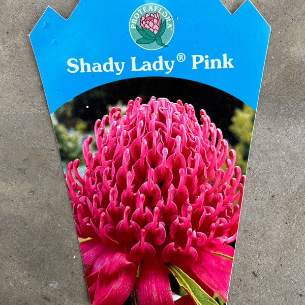 テロペア(テロピア):シャディレディーピンク 7号鉢植え