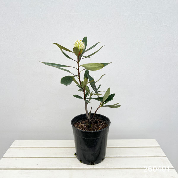 テロペア(テロピア):シャディレディーホワイト 7号鉢植え