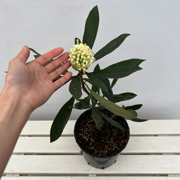 テロペア(テロピア):シャディレディーホワイト 7号鉢植え