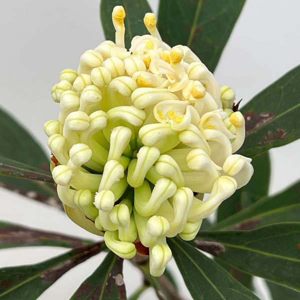 テロペア(テロピア):シャディレディーホワイト 7号鉢植え