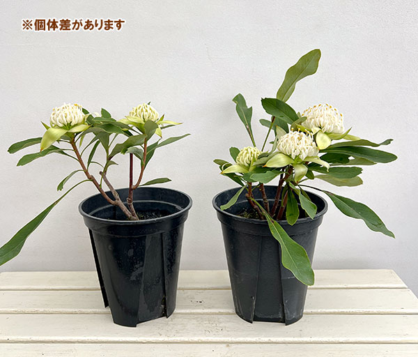 テロペア(テロピア):シャディレディーホワイト 7号鉢植え