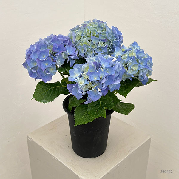 アジサイ：マリンシュシュ4号鉢植え