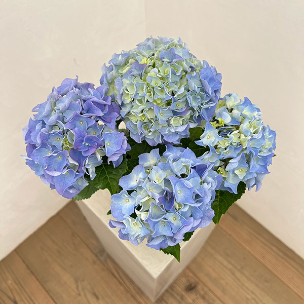 アジサイ：マリンシュシュ4号鉢植え