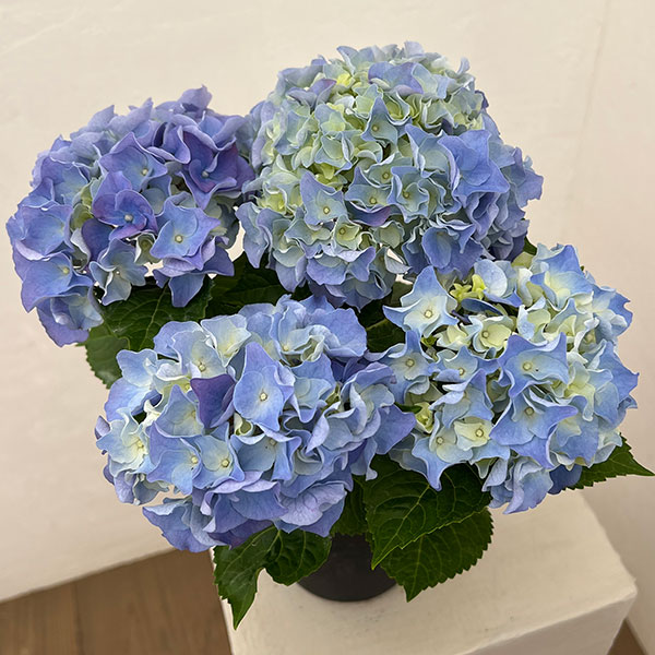 アジサイ：マリンシュシュ4号鉢植え