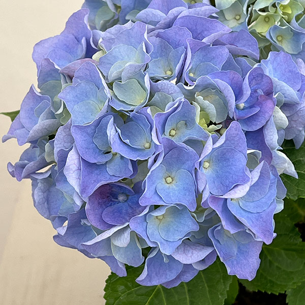 アジサイ：マリンシュシュ4号鉢植え