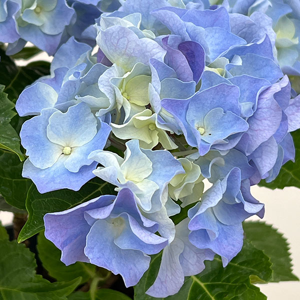 アジサイ：マリンシュシュ4号鉢植え