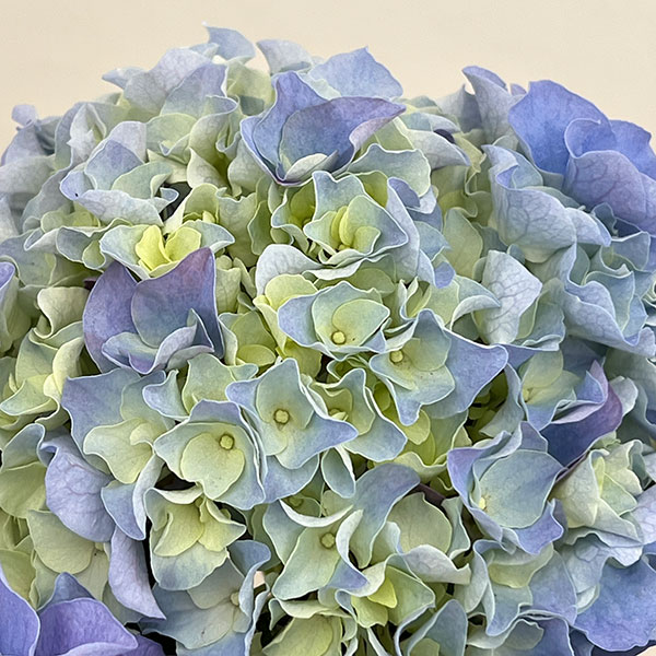 アジサイ：マリンシュシュ4号鉢植え