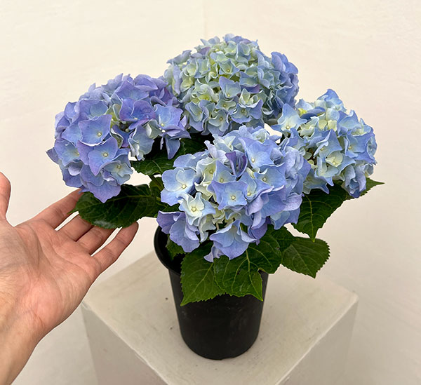 アジサイ：マリンシュシュ4号鉢植え