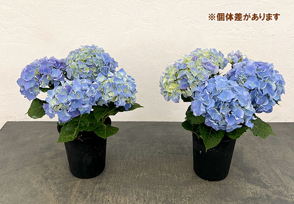 アジサイ：マリンシュシュ4号鉢植え