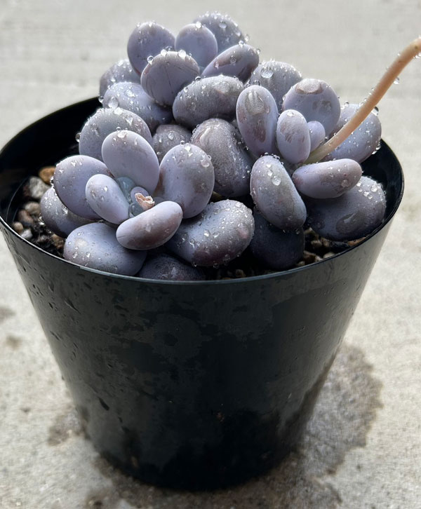 パキフィツム：ブルーヘイズ 4号ポット