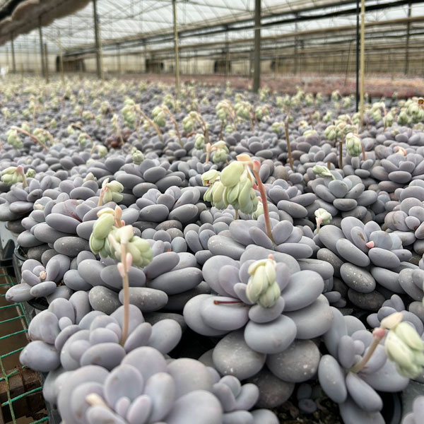 パキフィツム：ブルーヘイズ 4号ポット