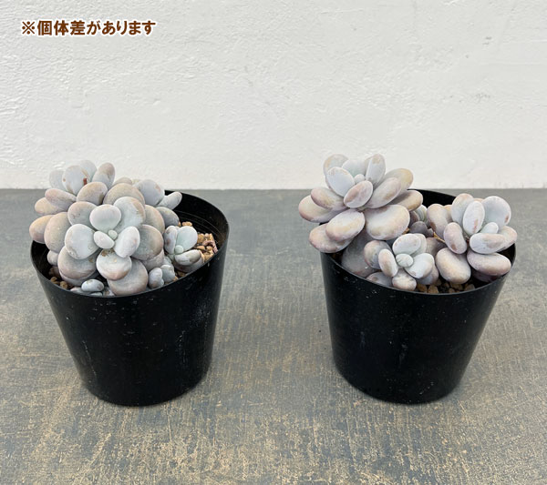 パキフィツム:ブルーヘイズ 4号ポット
