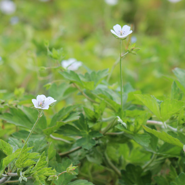 ゲンノショウコ（現の証拠）3.5号ポット