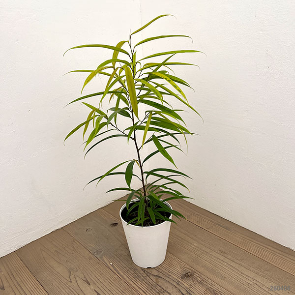 フィカス：ビンネンディキー　アムステルゴールド　6号鉢植え