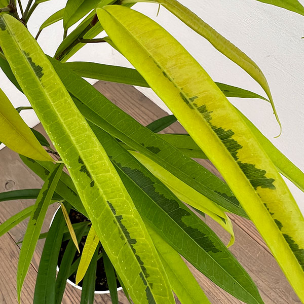 フィカス：ビンネンディキー　アムステルゴールド　6号鉢植え