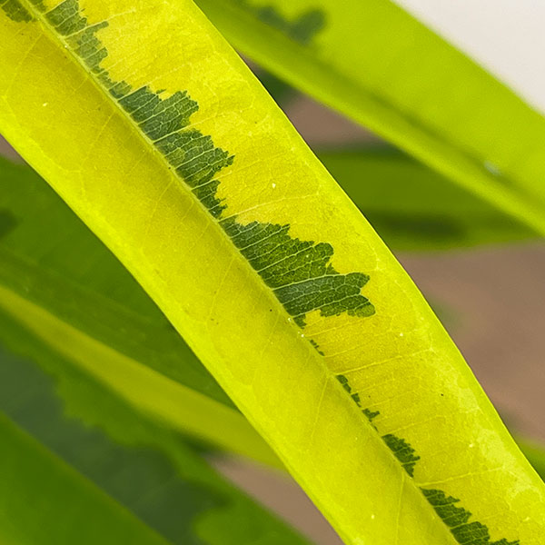 フィカス：ビンネンディキー　アムステルゴールド　6号鉢植え