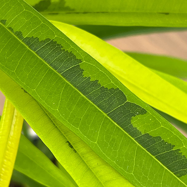 フィカス：ビンネンディキー　アムステルゴールド　6号鉢植え