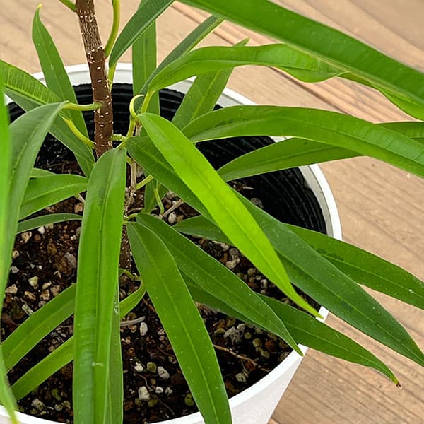 フィカス：ビンネンディキー　アムステルゴールド　6号鉢植え