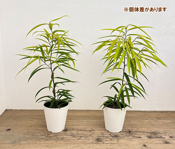 フィカス：ビンネンディキー　アムステルゴールド　6号鉢植え