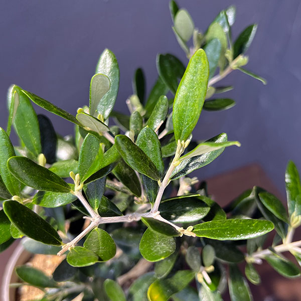 オリーブ：ルッカ　創樹さんの盆栽仕立て　4号鉢植え26-01