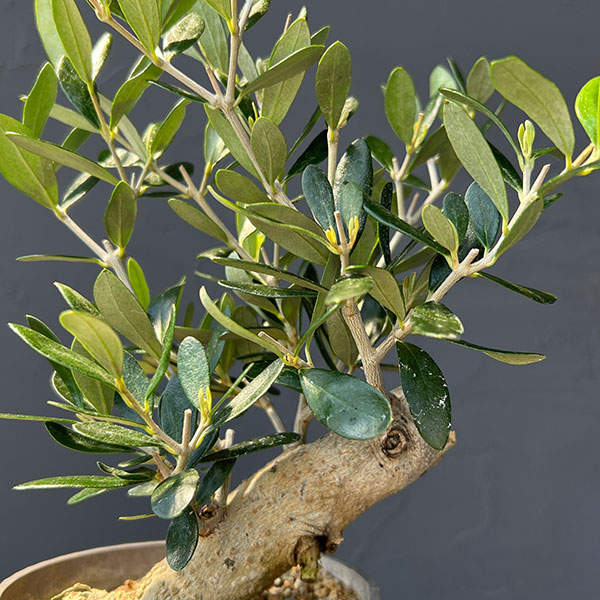 オリーブ：ルッカ　創樹さんの盆栽仕立て　4号鉢植え26-01