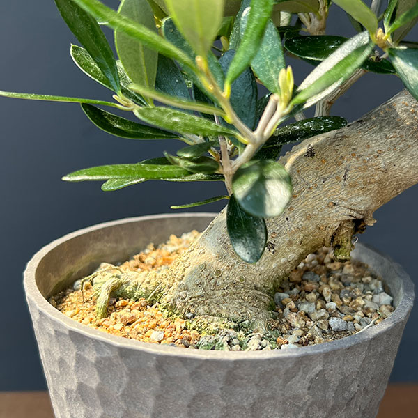 オリーブ：ルッカ　創樹さんの盆栽仕立て　4号鉢植え26-01
