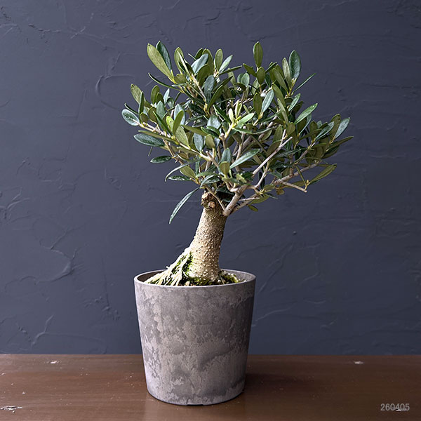 オリーブ：マンザニロ　創樹さんの盆栽仕立て　4号鉢植え26-01