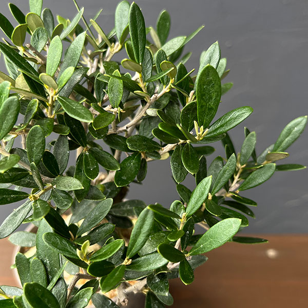 オリーブ：マンザニロ　創樹さんの盆栽仕立て　4号鉢植え26-01