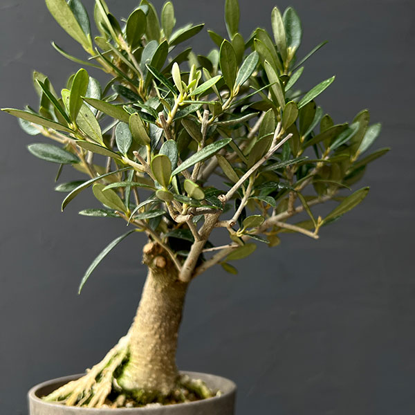 オリーブ：マンザニロ　創樹さんの盆栽仕立て　4号鉢植え26-01