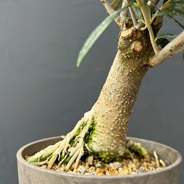 オリーブ：マンザニロ　創樹さんの盆栽仕立て　4号鉢植え26-01