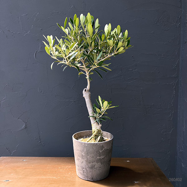 オリーブ：ネバティロブランコ　創樹さんの盆栽仕立て　4号鉢植え26-01