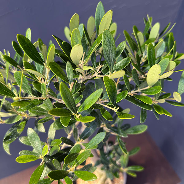 オリーブ：ネバティロブランコ　創樹さんの盆栽仕立て　4号鉢植え26-01