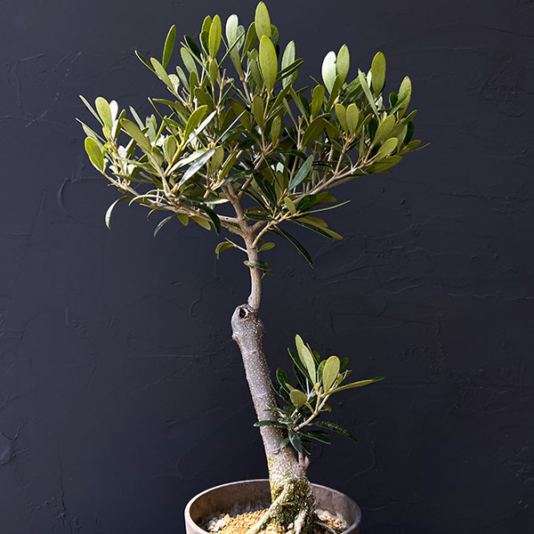 オリーブ：ネバティロブランコ　創樹さんの盆栽仕立て　4号鉢植え26-01