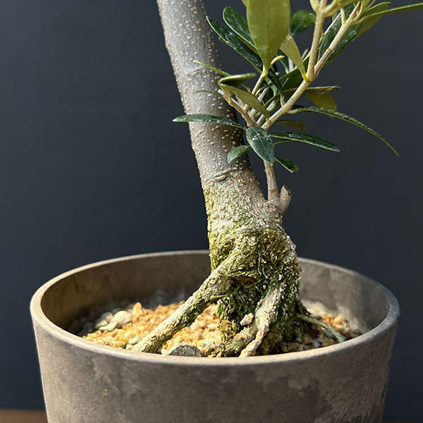 オリーブ：ネバティロブランコ　創樹さんの盆栽仕立て　4号鉢植え26-01