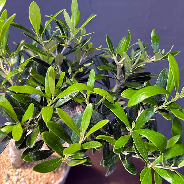 オリーブ：ネバティロブランコ　創樹さんの盆栽仕立て　4号鉢植え26-02